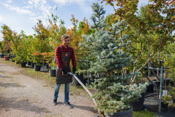 Tree Removal for Businesses